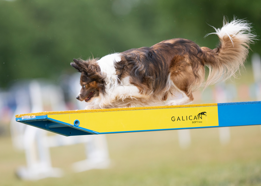 About Us | The Agility Club